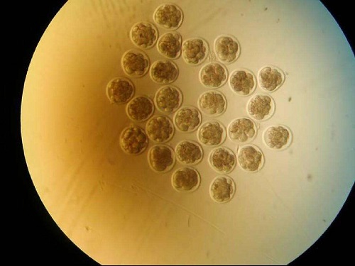 2022四川哪個醫院做試管成功率高？