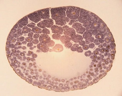 2022年試管哪個醫院成功率高