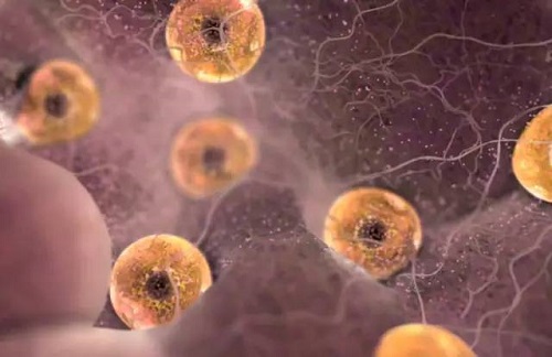 2022三代試管多少錢