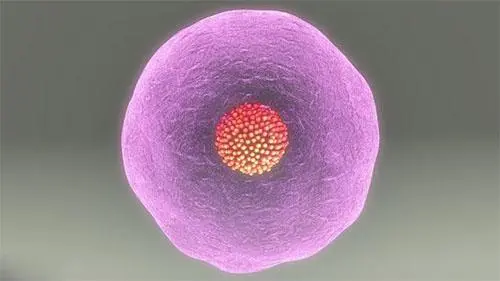 2022哪個醫院做試管嬰兒成功率最高