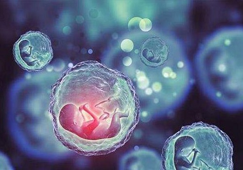 赴泰試管如何合理規劃時間