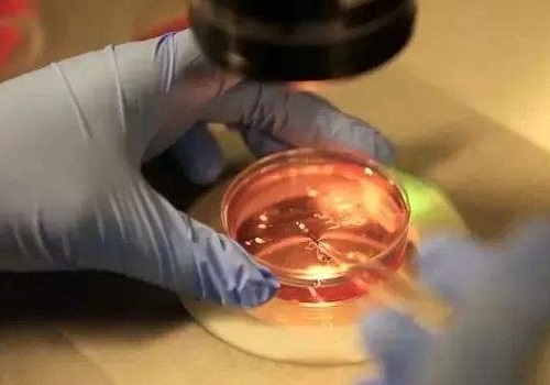 美國做試管嬰兒成功概率是多少